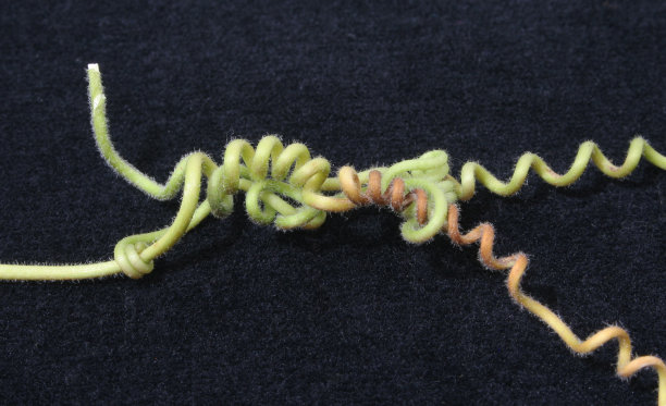 缠绕缠绕的藤蔓在黑色的背景上图片下载