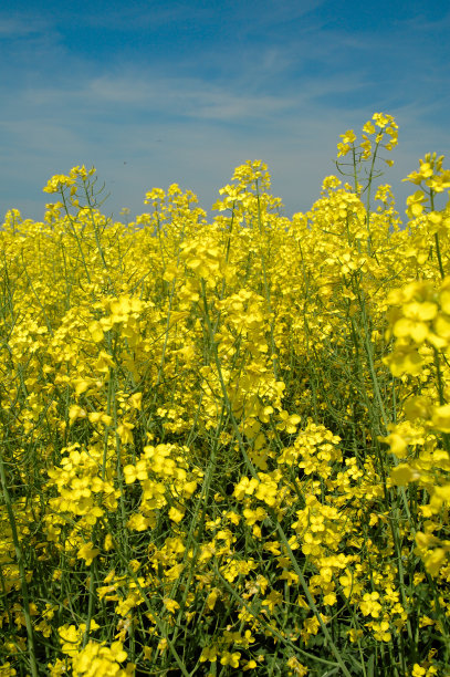 油菜籽和蓝天背景图片下载