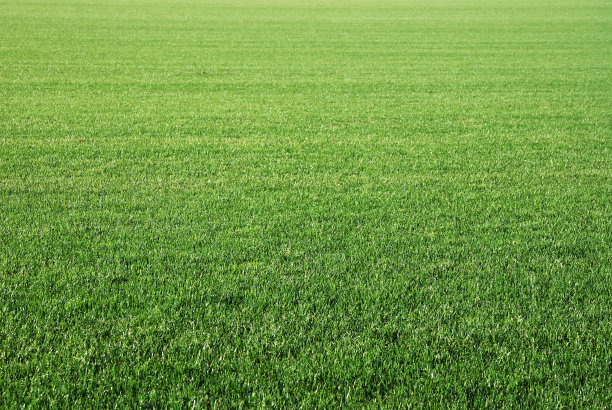 草坪上图片下载