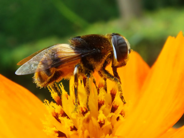蜜蜂和花蕊图片下载
