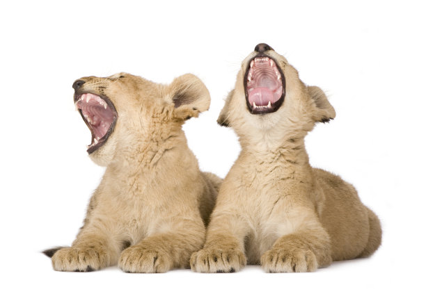 幼狮(4个月)图片下载