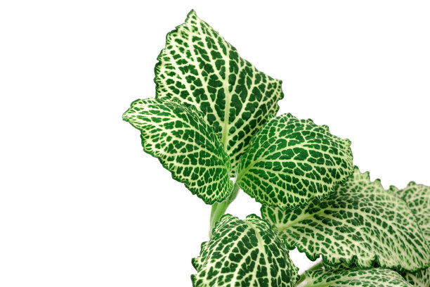 叶孤立于白色上图片下载