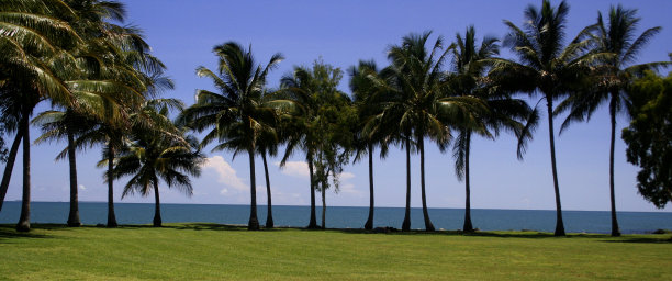 棕榈行图片下载