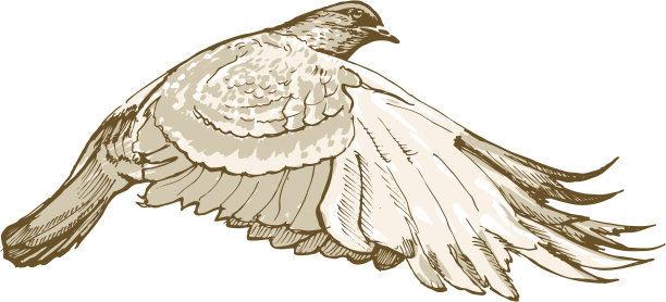 白鸽隔离图片下载