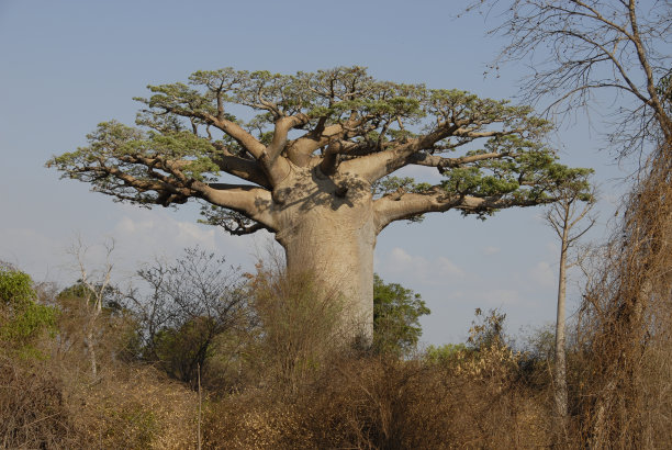 马达加斯加西南部的猴面包树图片下载
