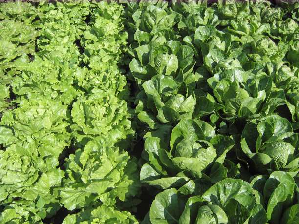 绿叶和长叶莴苣作物田图片下载