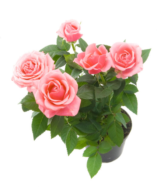 束玫瑰图片下载