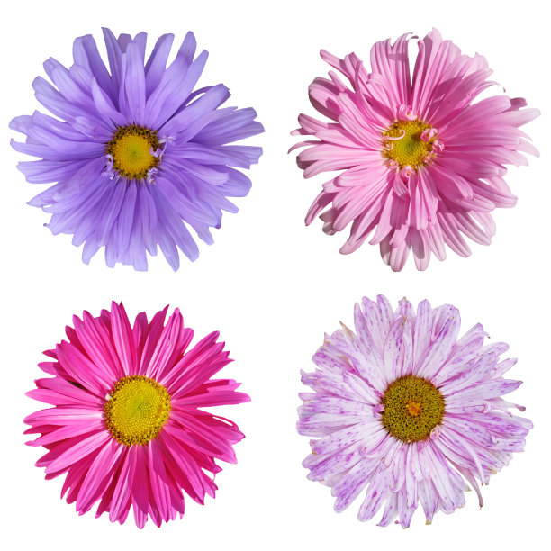 收集紫菀花图片下载