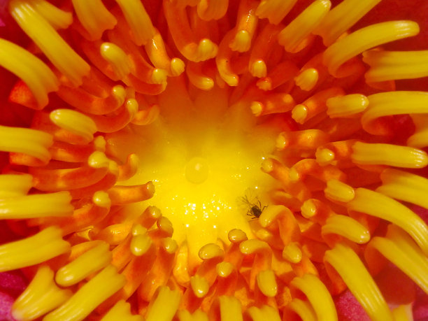 宏睡莲雄蕊图片下载