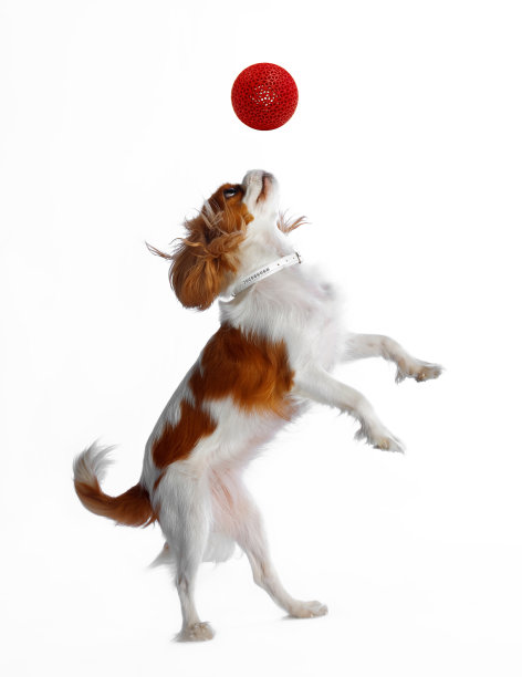 骑士国王查尔斯猎犬图片下载