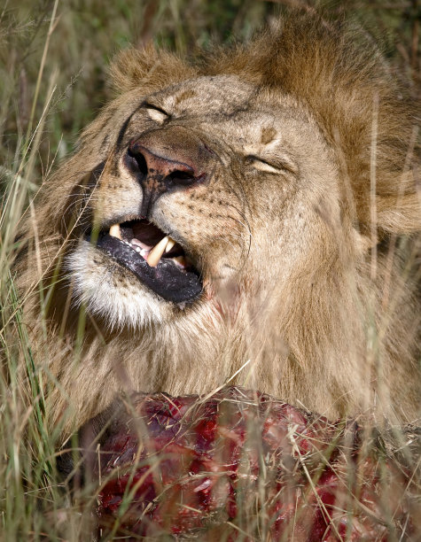 狮子与餐图片下载