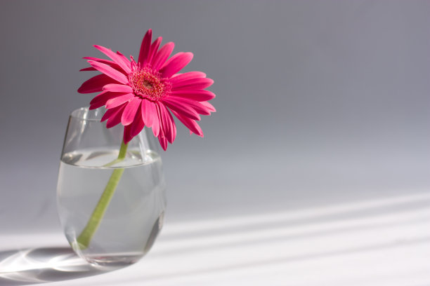 灰色背景上的粉色戈柏图片下载