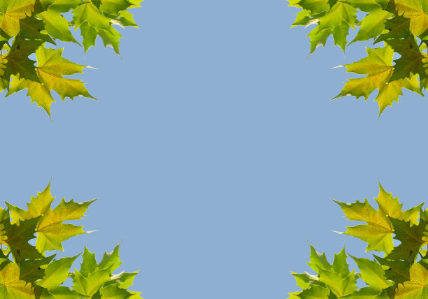 背景与梧桐叶图片下载