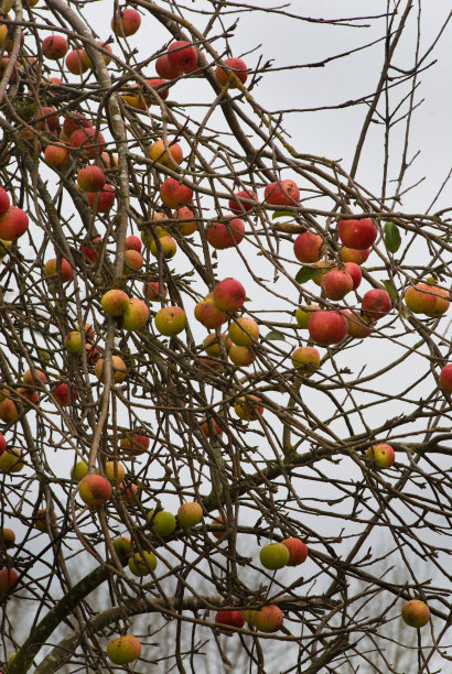 冬天的苹果图片下载