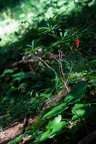 成长的过程中图片下载