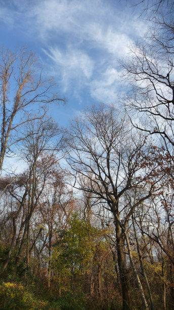 天空中的树图片下载