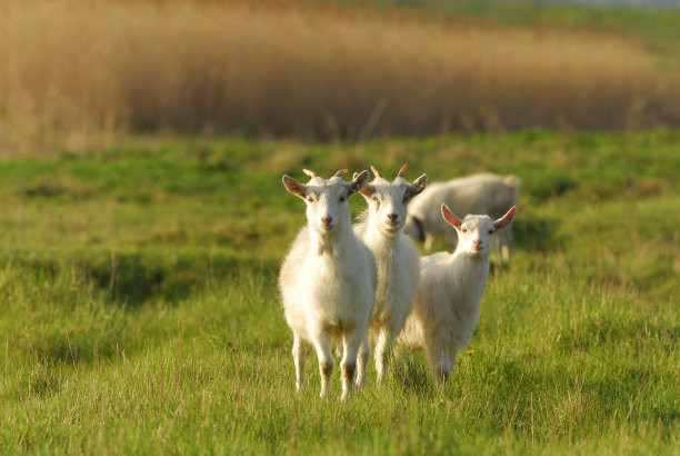 草地上的动物图片下载