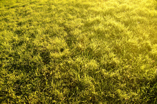 摘要草地的背景图片下载