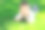 草地上的男孩图片下载