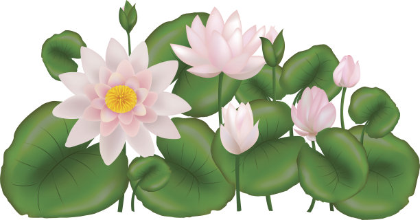 荷花用树叶素材图片