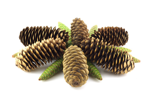 森林锥图片下载