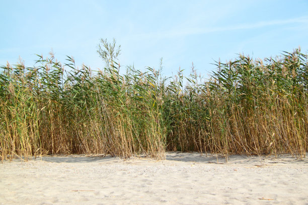 甘蔗，海边的沙子图片下载