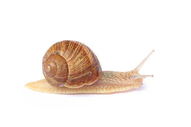 花园蜗牛图片下载