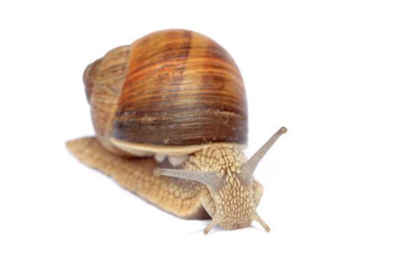 花园蜗牛图片下载