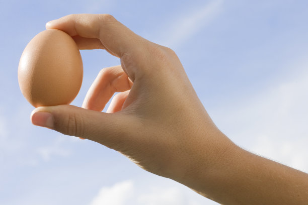 Kidholds鸡蛋图片下载