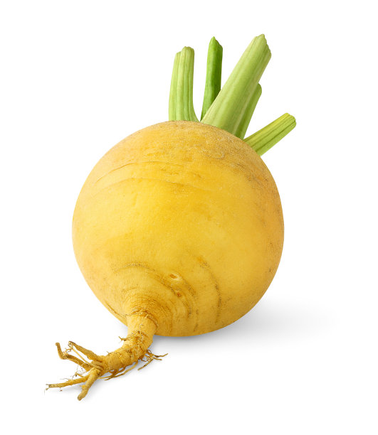 新鲜萝卜孤立在白色图片下载