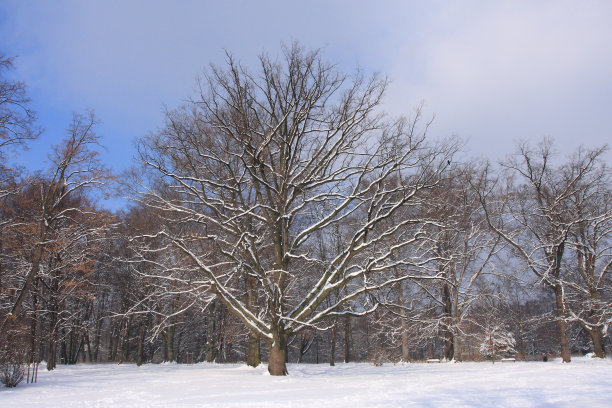 公园里的冬天图片下载