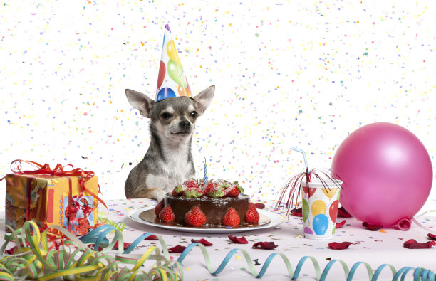 餐桌上的吉娃娃，看着生日蛋糕。图片下载