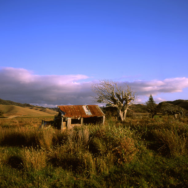 杂草丛生的围场中的旧棚屋图片下载