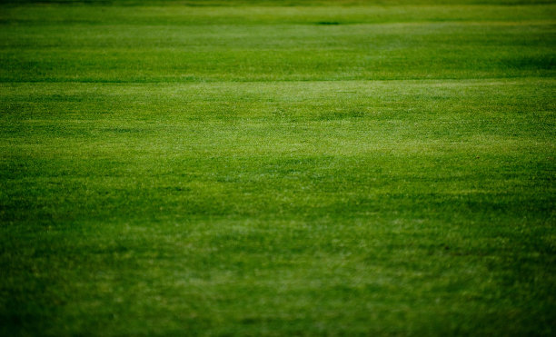 田野里新割的绿草图片下载