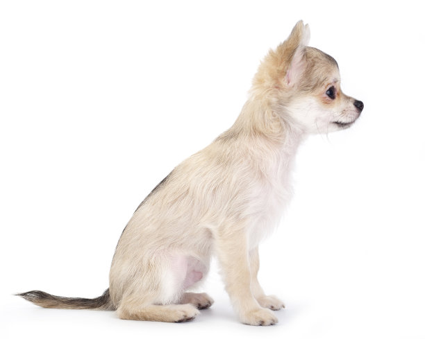 侧面的可爱吉娃娃小狗图片下载