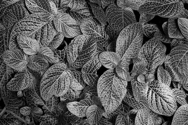 绿色的树叶图片下载