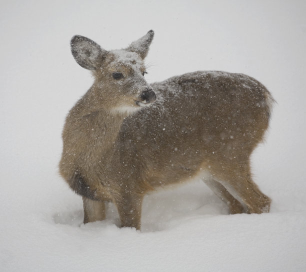 雪鹿图片下载