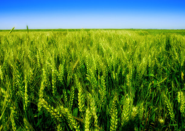 谷类植物图片下载