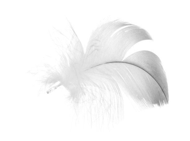 白色上的灰色毛茸茸的羽毛图片下载