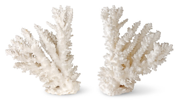 两个对称的珊瑚碎片站在白色的背景上图片下载