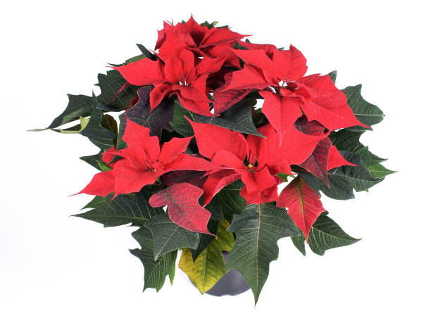 漂亮的大戟，一品红，伯利恒之星(大戟)图片下载