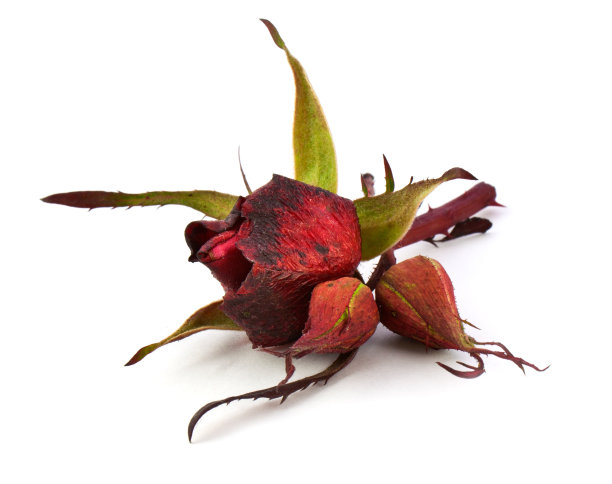 干玫瑰图片下载