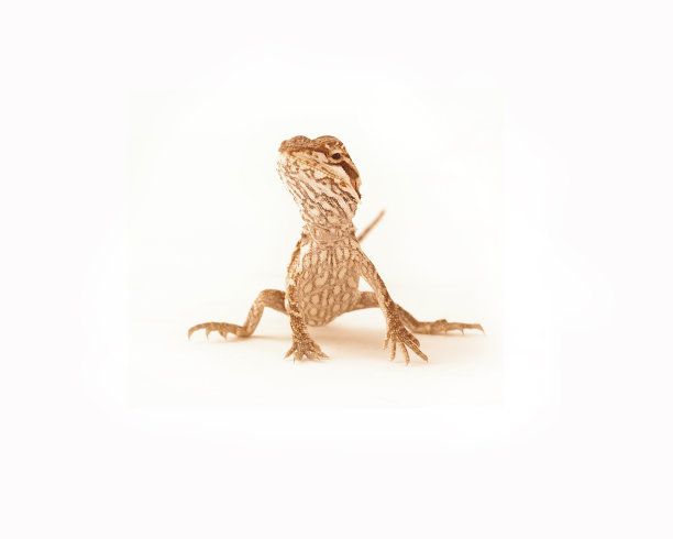 松狮蜥图片下载