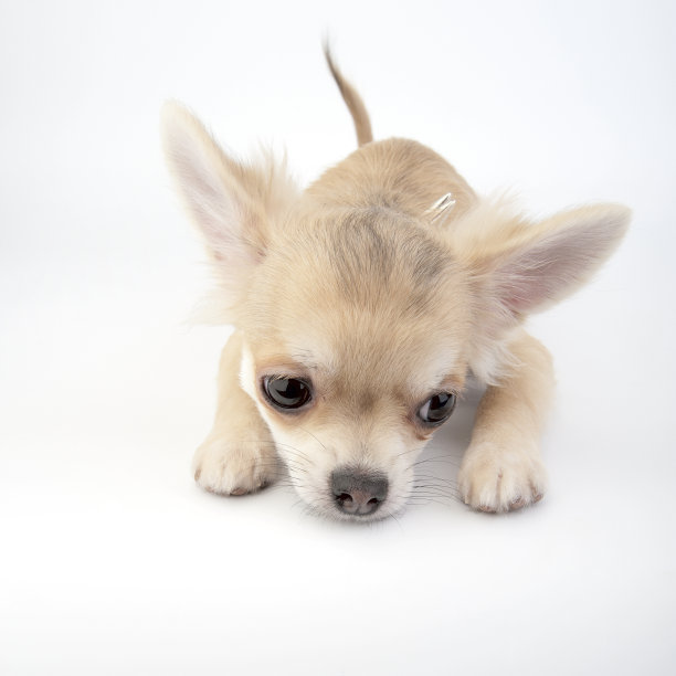 苍白的米色吉娃娃小狗躺在白色图片下载