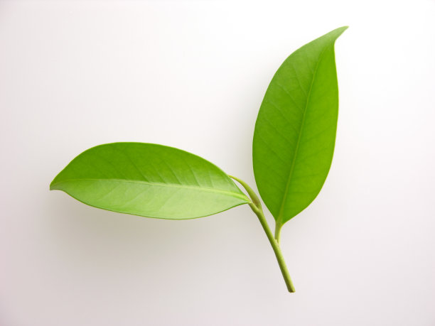 Sakaki树的叶子图片下载