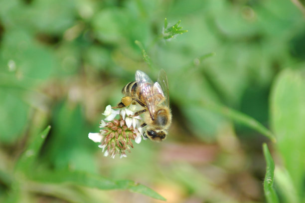 三叶草上的蜜蜂图片下载