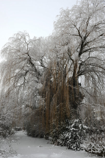 冬天垂柳图片下载