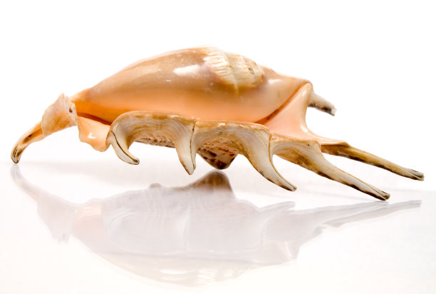 软体动物的白色图片下载