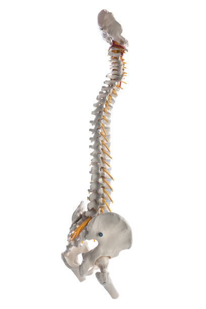 脊柱图片下载