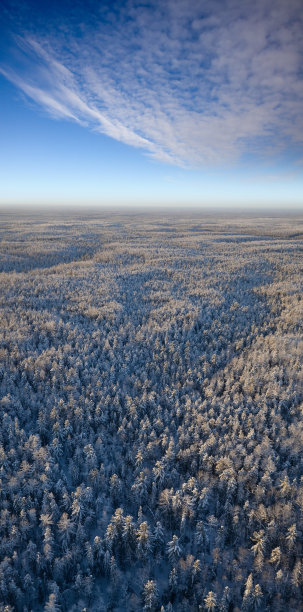 在霜冻的一天俯瞰森林平原图片下载